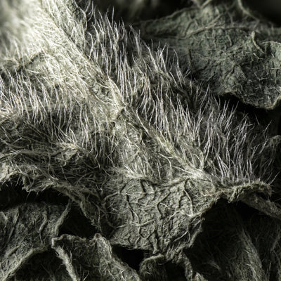 Wormwood Extract