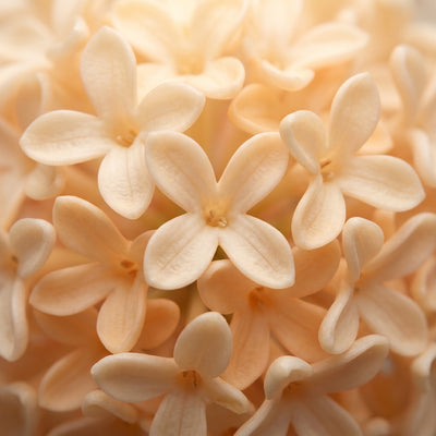 Osmanthus Oil