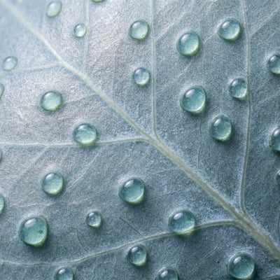 Eucalyptus Oil